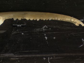 Media type: image;   Herpetology R-57488